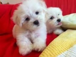 Cutest maltese puppies