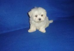 Cute and adorable home trained Maltese puppies.