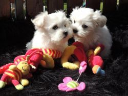 Intelligent Maltese Puppies for adoption