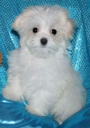 - Maltese Puppies for free homes
