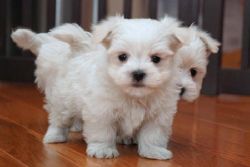 Teacup Maltese Puppies for free adoption