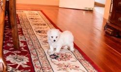 Tequila Maltese puppies for sale