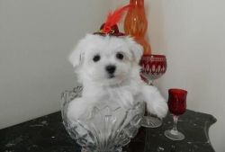 kisses AKC Maltese puppies for sale