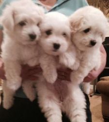 Purebred mf maltese puppies for sale:
