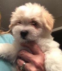 Adorable mf maltese puppies available