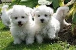 Snow white Maltese puppies Available