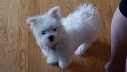 lovely Maltese puppies for adoption