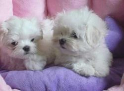 male and female Maltese Puppies For Adoption