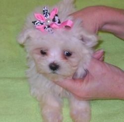 Fe-male Maltese Puppies Ready Now To Go