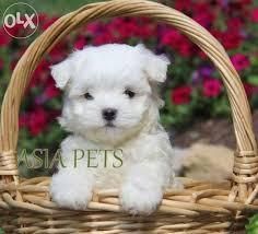 Nice Coat Teacup Maltese Puppies