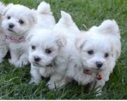 Maltese akc girl and boy puppies available 12