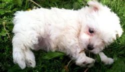 Gorgeous Male Maltese Puppy for Sale