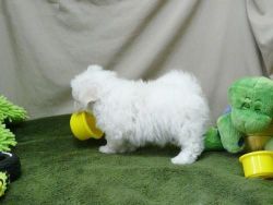 Gift Toy Maltese Puppies For Adoption