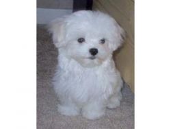 Lovely Teacup Maltese Puppies For A Loving Family