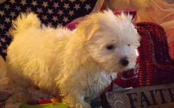 Maltese puppies for a new home