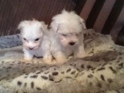 Sweet Maltese puppies ready