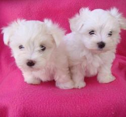 Two top Malteses ready for adoption