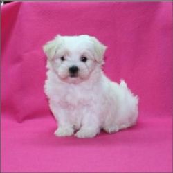 Two Top Class Maltese Puppies For Adoption
