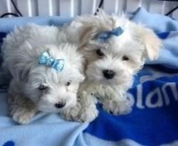 Gorgeous Little Maltese Puppies (xxx) xxx-xxx0