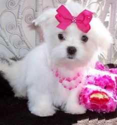 Pure White Maltese Ready For New Home
