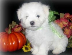 Very tiny teacup male Maltese puppy
