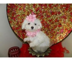 Pure Breed Teacup Maltese puppies for sale