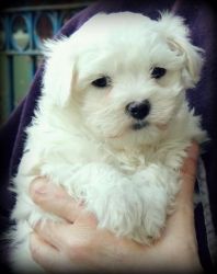 Only One Little Boy Left!! Pedigree Maltese Puppy