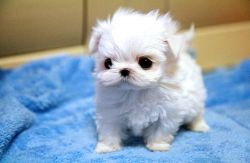 KC registered male and female Maltese Puppies