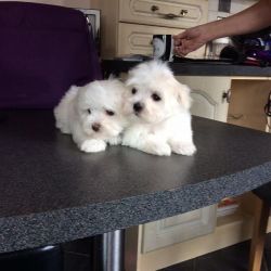 Adorable Registered Maltese Puppies