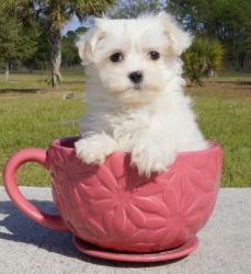 Cute Miniature Maltese Puppies for re-homing