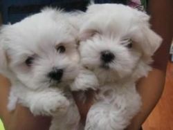 Cute little Maltese puppies ready for new homes.