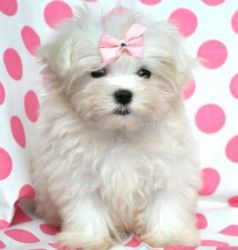 Adorable Maltese Puppies For A New Home
