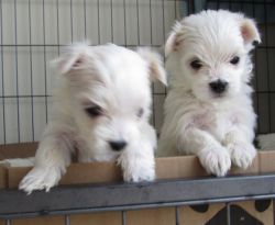 Beautiful Quality Maltese Puppies For Sale