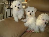 Two Male One Female Maltese Puppies For A Home