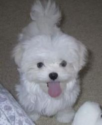 Teacup Maltese Puppies To Offer For Adoption.