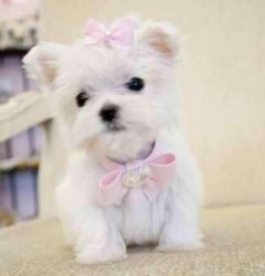 Maltese Puppies For good homes