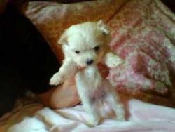 Two Top Class Maltese Puppies For Sale