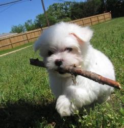 Maltese Puppies For Sale (xxx)-xxx-xxxx