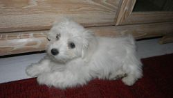 Adorable maltese puppies for sale