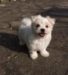 lovely maltese puppies for re homing