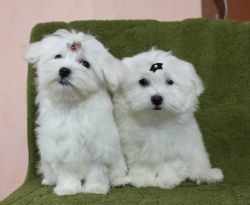 Magnificent Maltese puppies Available