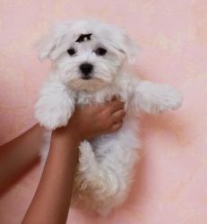Magnificent Maltese puppies Available
