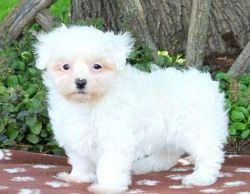 Cody maltese puppy