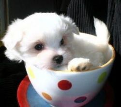 We have lovely Maltese puppies