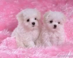 Georgous Maltese Puppies for new families