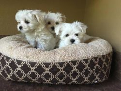 Gorgeous Teacup Maltese Puppies (xxx)xxx-xxxx