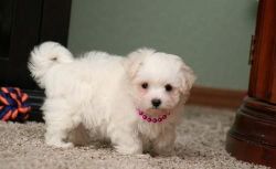 sweet little girl Maltese Puppies