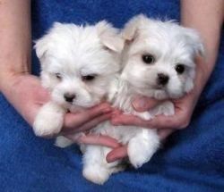 Maltese Puppies avilable