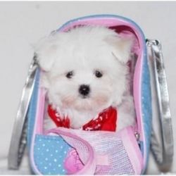Best Maltese Puppies available
