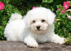 Teacup Maltese puppies for adoption